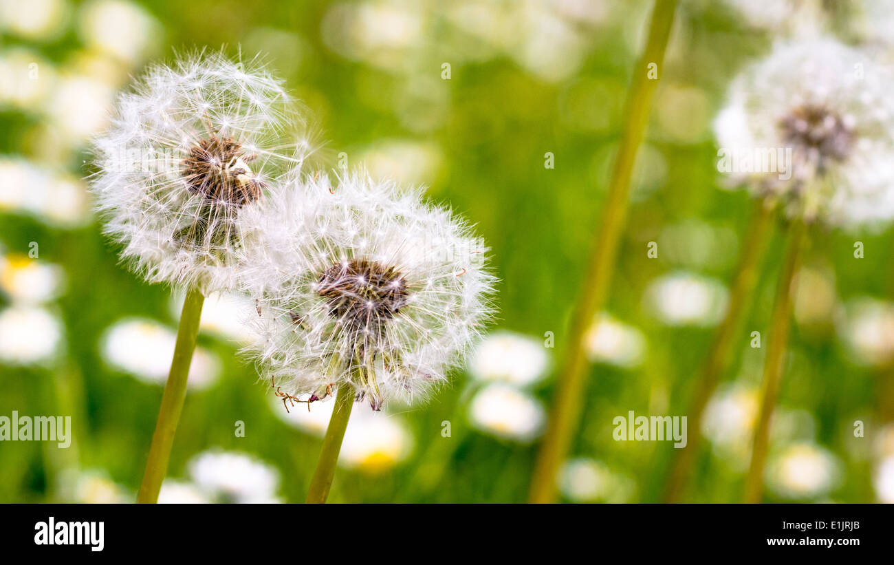 closeup of white fluff from a weed blowing in the wind Stock Photo - Alamy