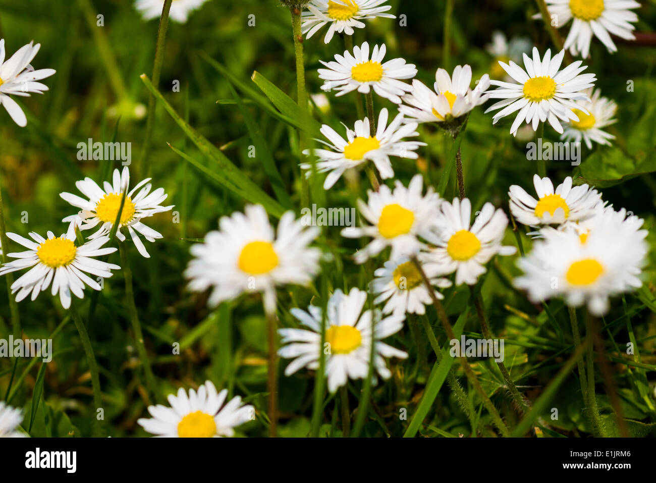Daisies growing on a lawn Stock Photo Alamy