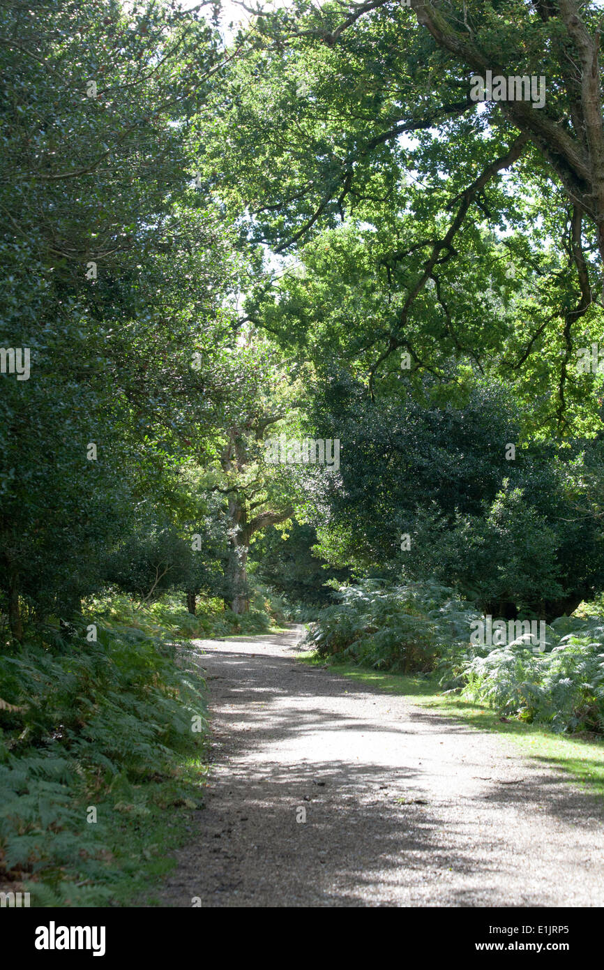 Woodland and woodland paths The Sloden Inclosure between Frogham and