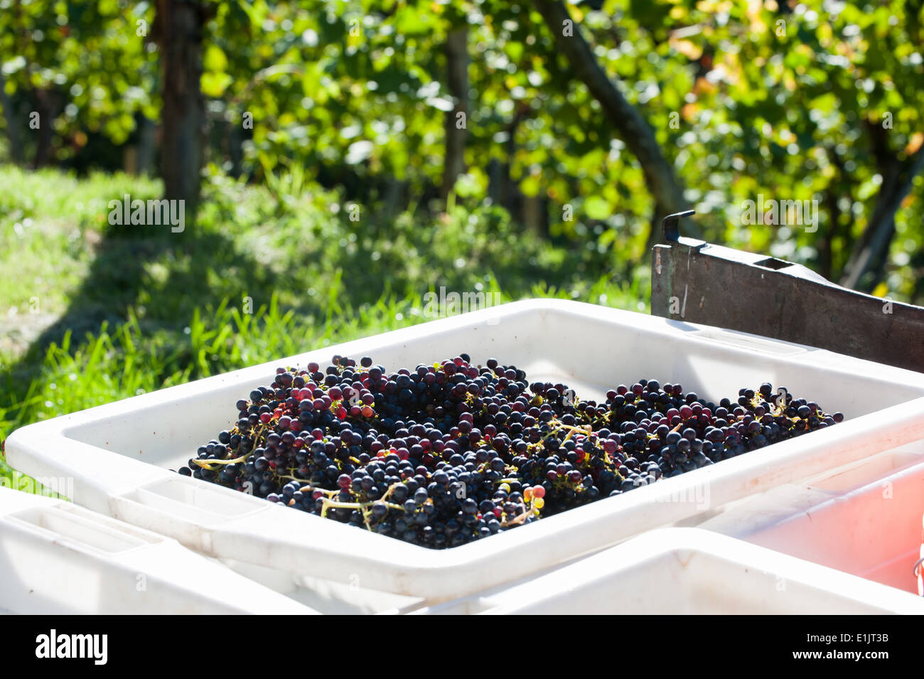 Grape buckets hires stock photography and images Alamy