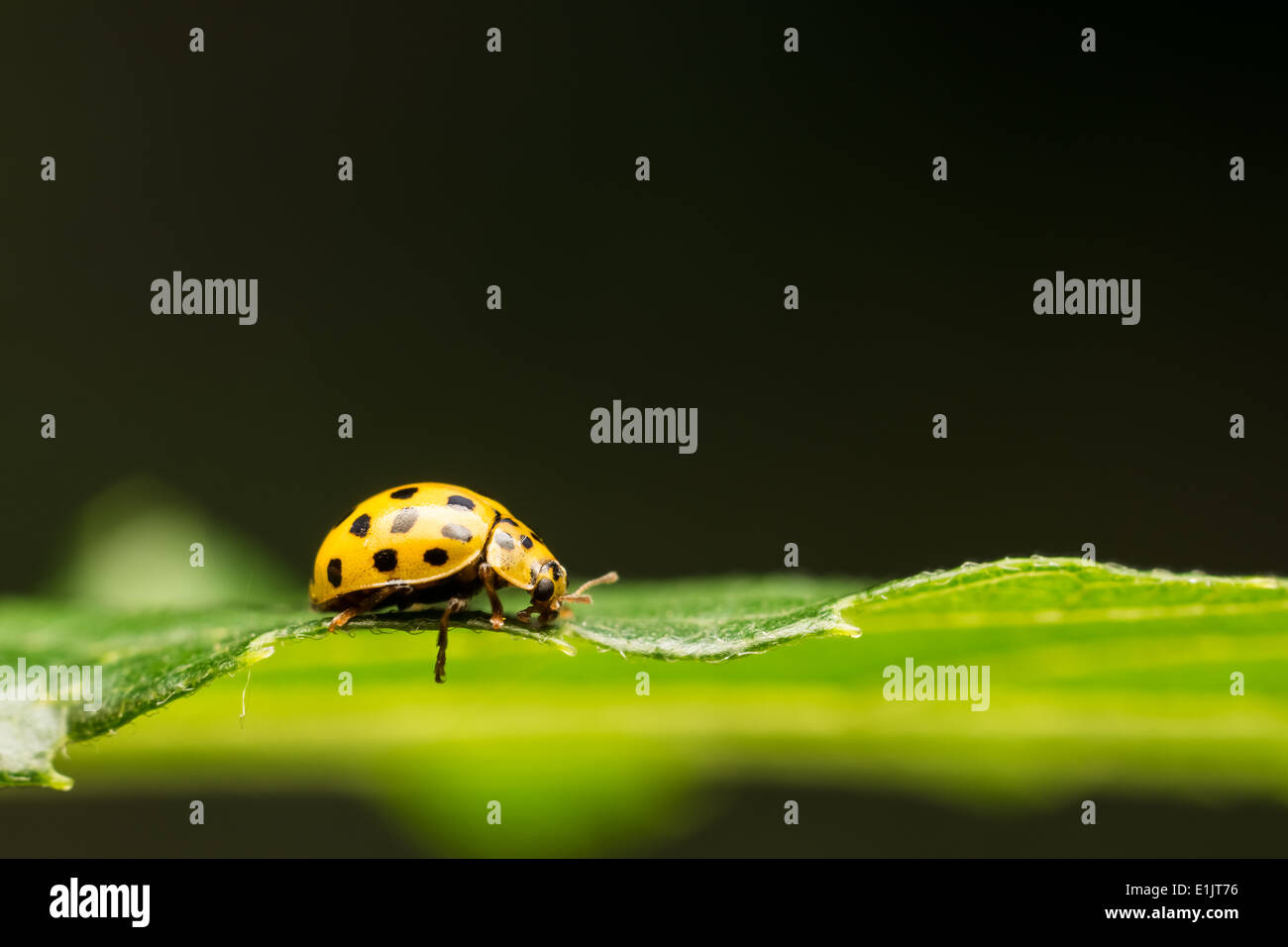 Yellow Ladybug Macro On Green Leaf Close Up Stock Photo