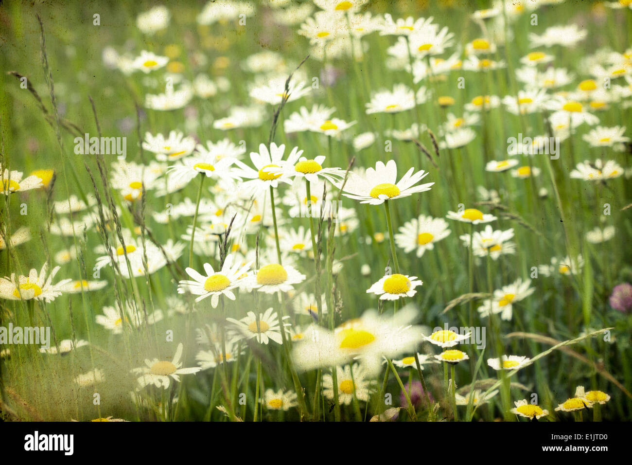 Marguerite field hi-res stock photography and images - Alamy