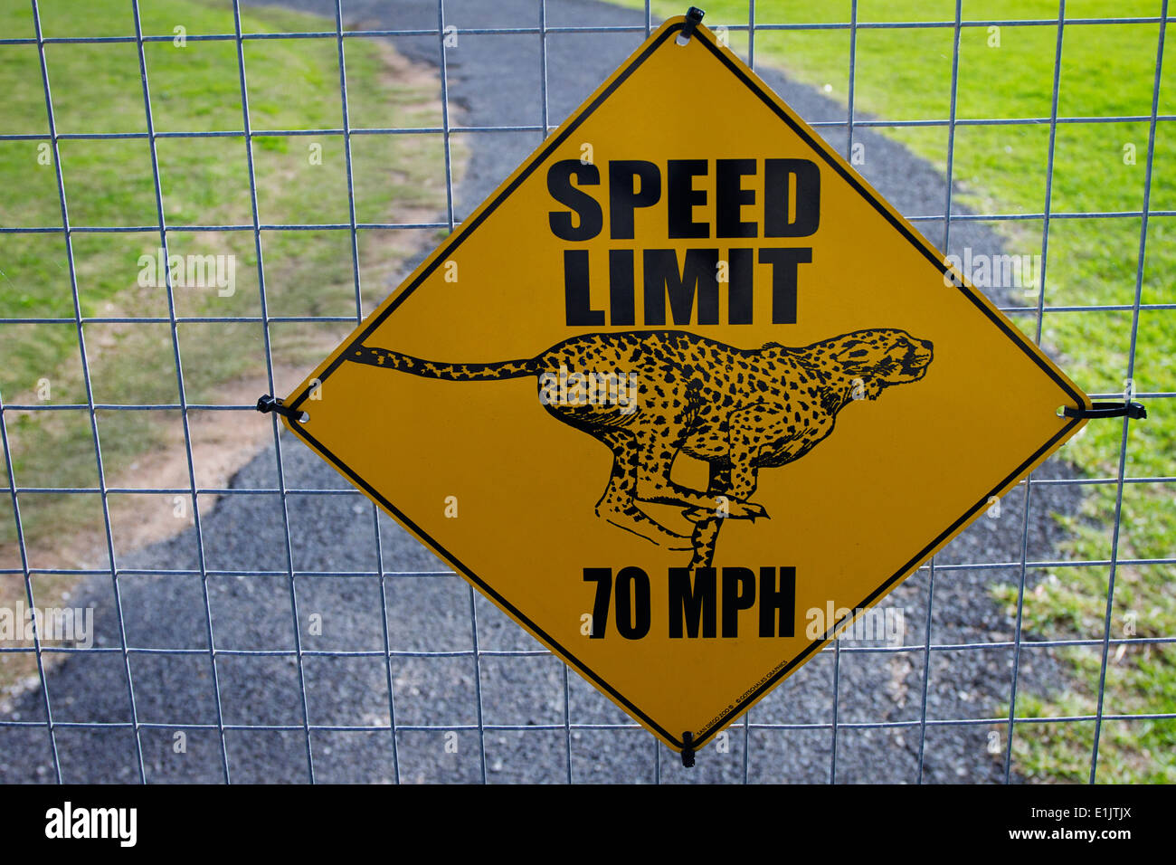 A fun 70mph speed limit sign on a cheetah enclosure fence at the Cheetah Outreach. Stock Photo