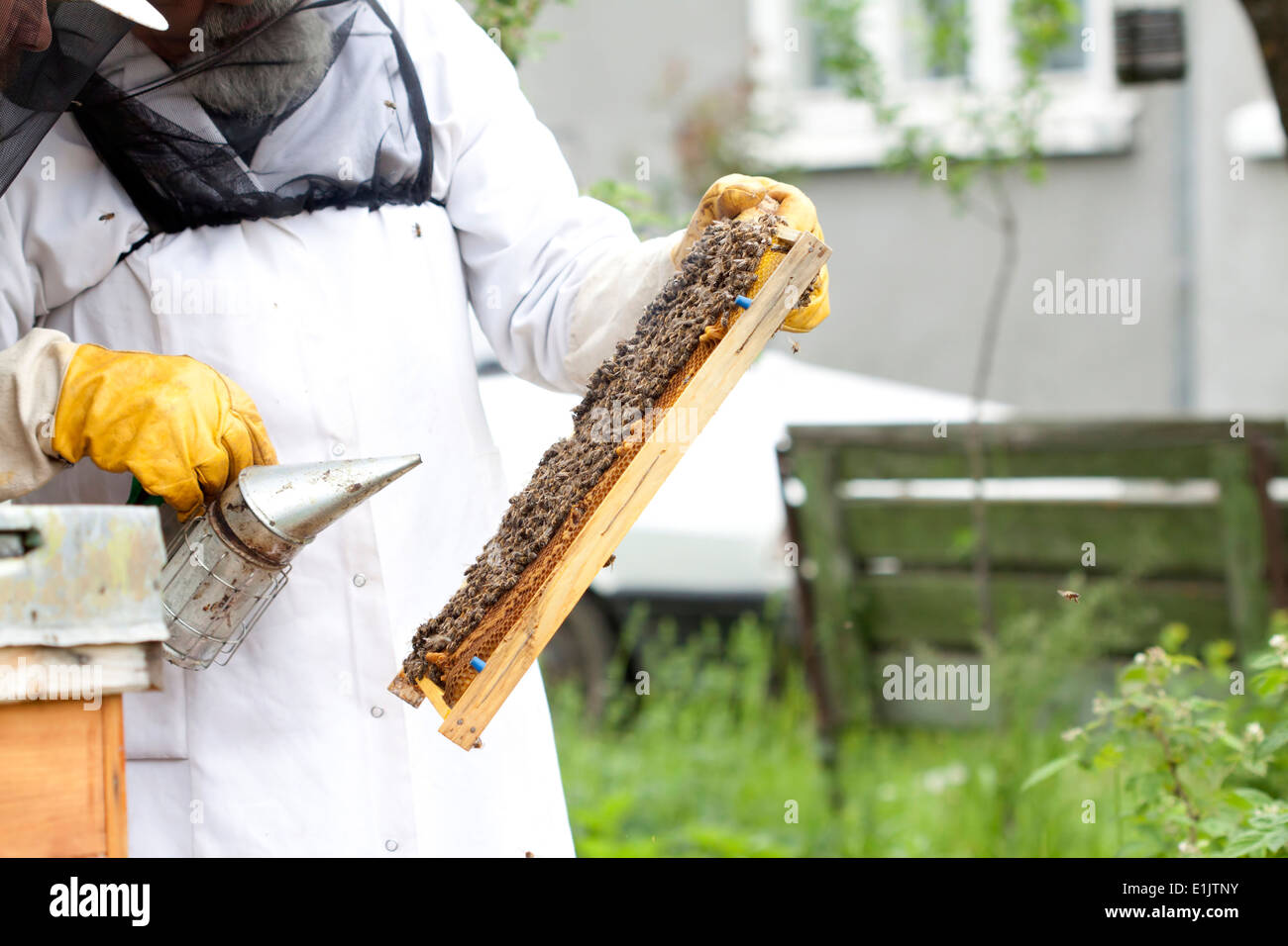 Working apiarist - Beekeeper holding a frame of honeycomb Stock Photo