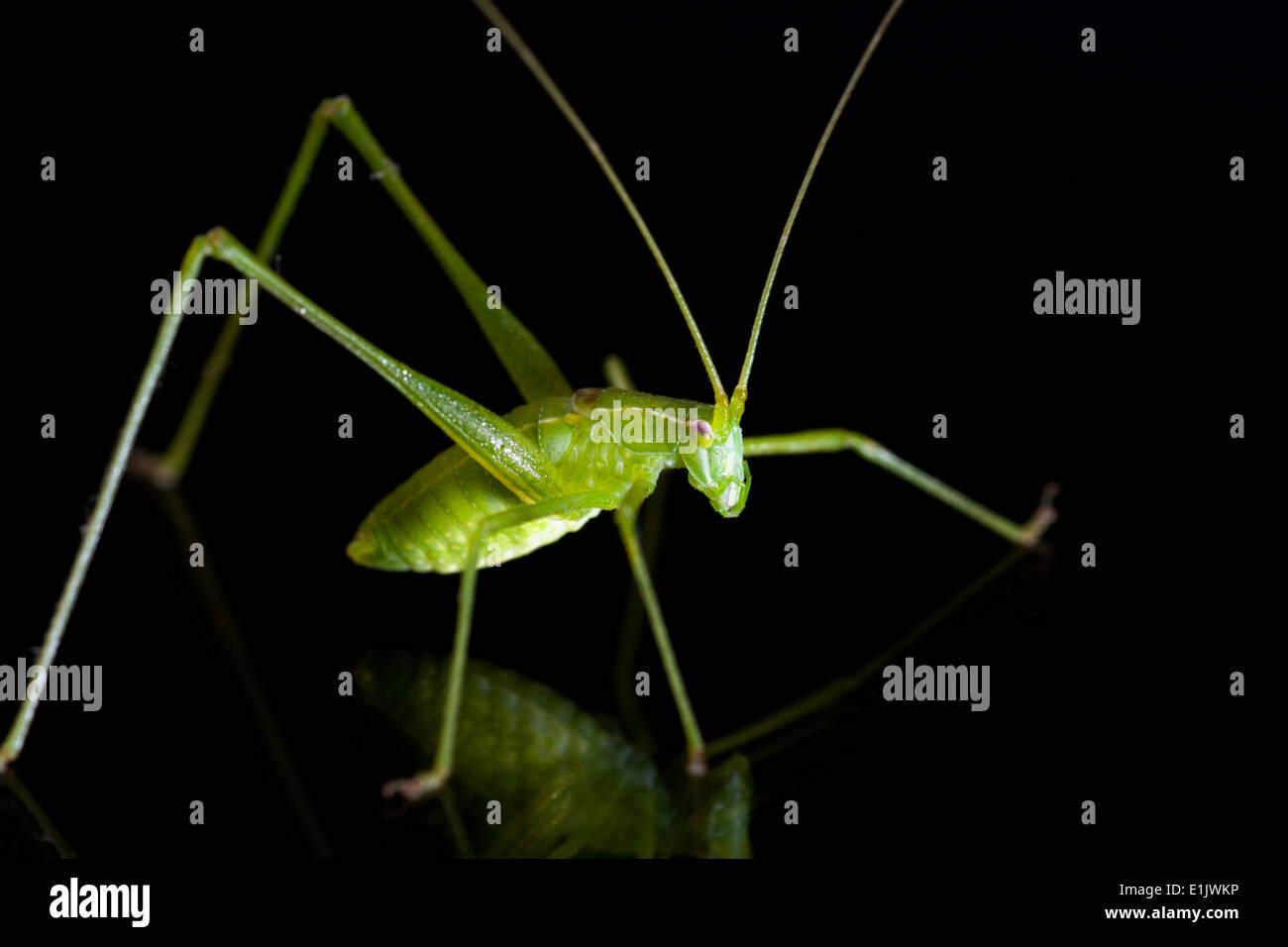 Green Katydid Species - Camp Lula Sams - Brownsville, Texas USA Stock Photo