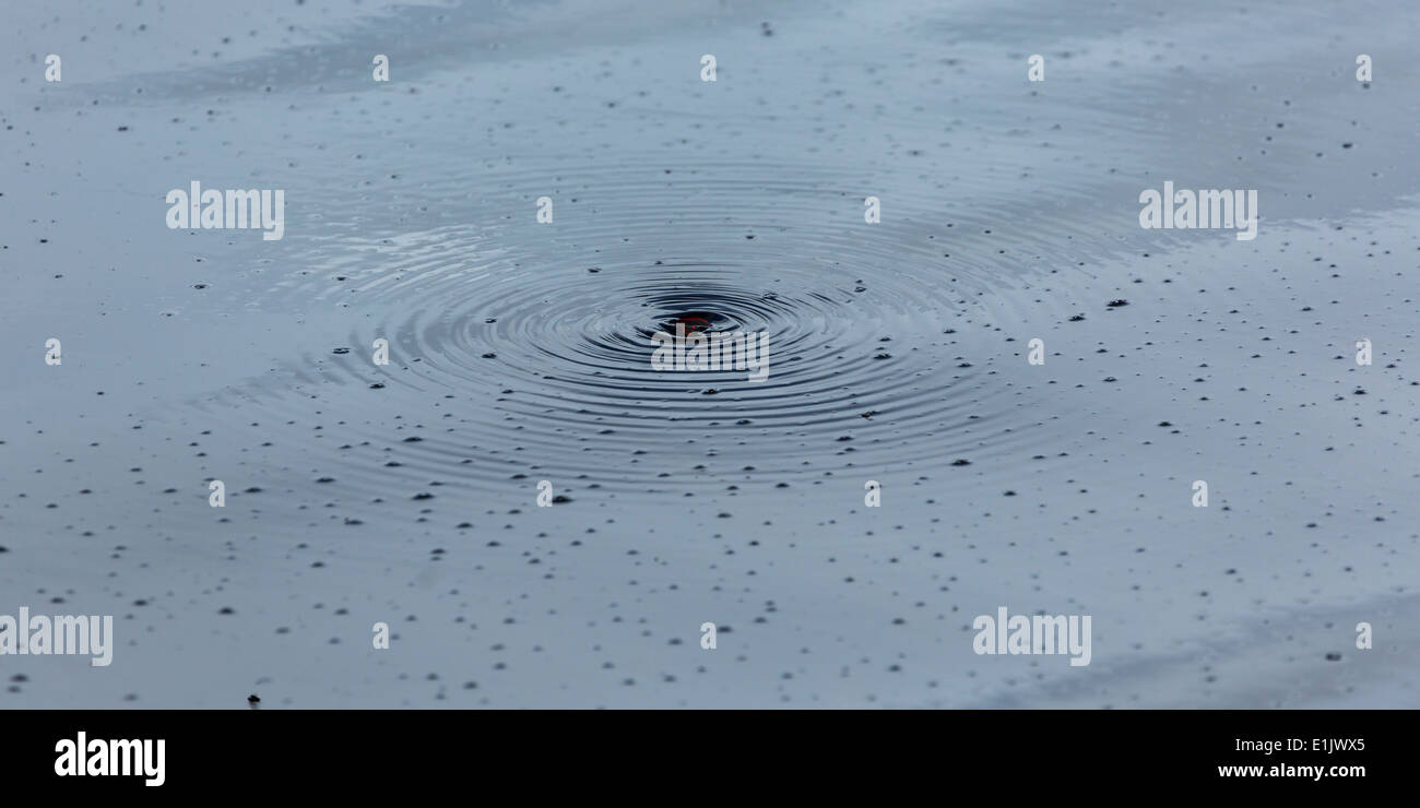 A Moth trapped by Surface Tension Lower Lough Erne County Fermanagh Northern Ireland Stock Photo
