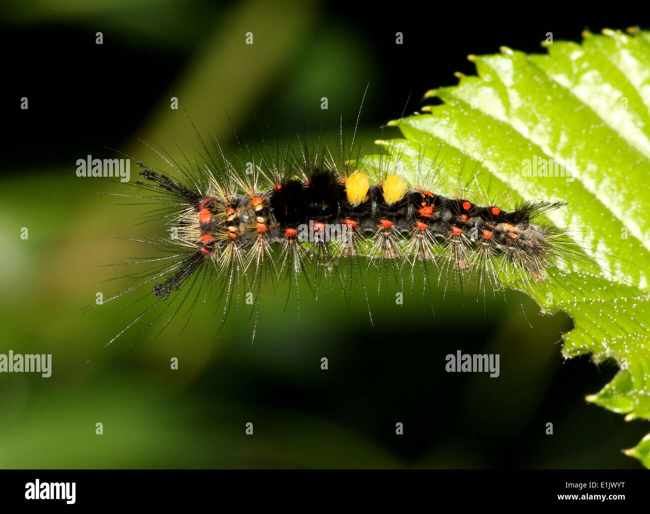 Very colorful and hairy Caterpillar of the  Rusty Tussock Moth  or Vapourer (Orgyia antiqua) Stock Photo