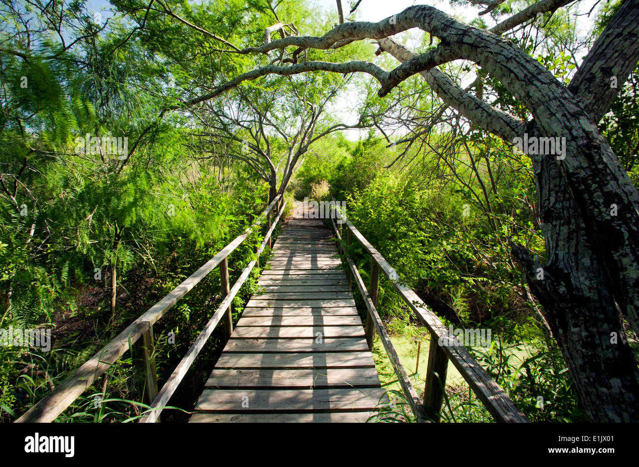 Wooden Bridge at Camp Lula Sams - Brownsville, Texas USA Stock Photo