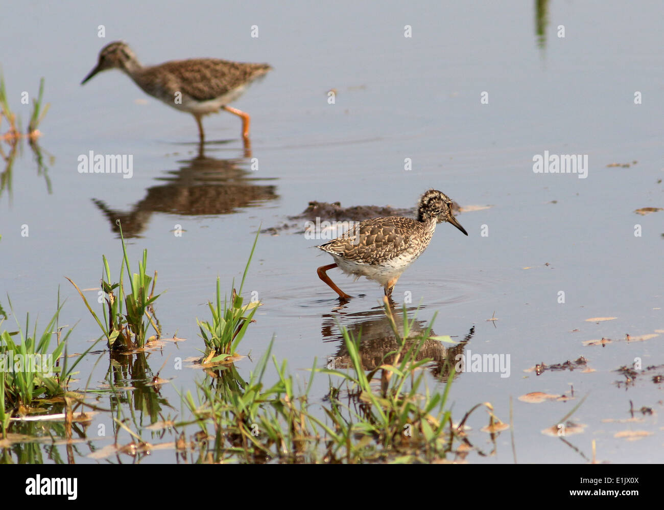 Juvenile Common Redshank (Tringa totanus) walking in a meadow while  foraging, another sibling in the background Stock Photo