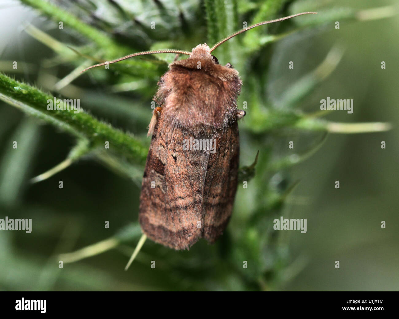 Close-up of the  Broom Moth (Ceramica pisi, Melanchra pisi) Stock Photo