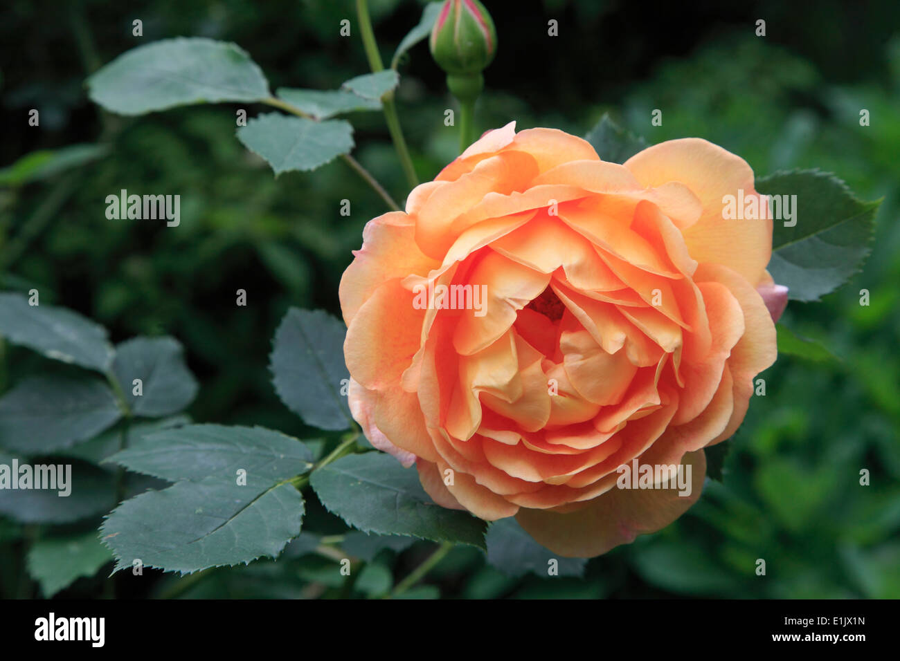 UK, England, London, St James's Park, flower, rose Stock Photo - Alamy