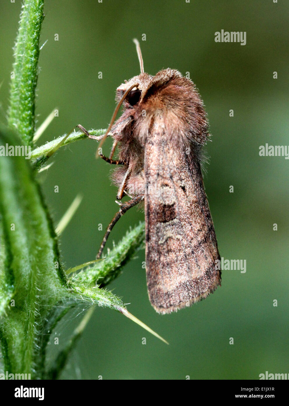 Close-up of the  Broom Moth (Ceramica pisi, Melanchra pisi) Stock Photo
