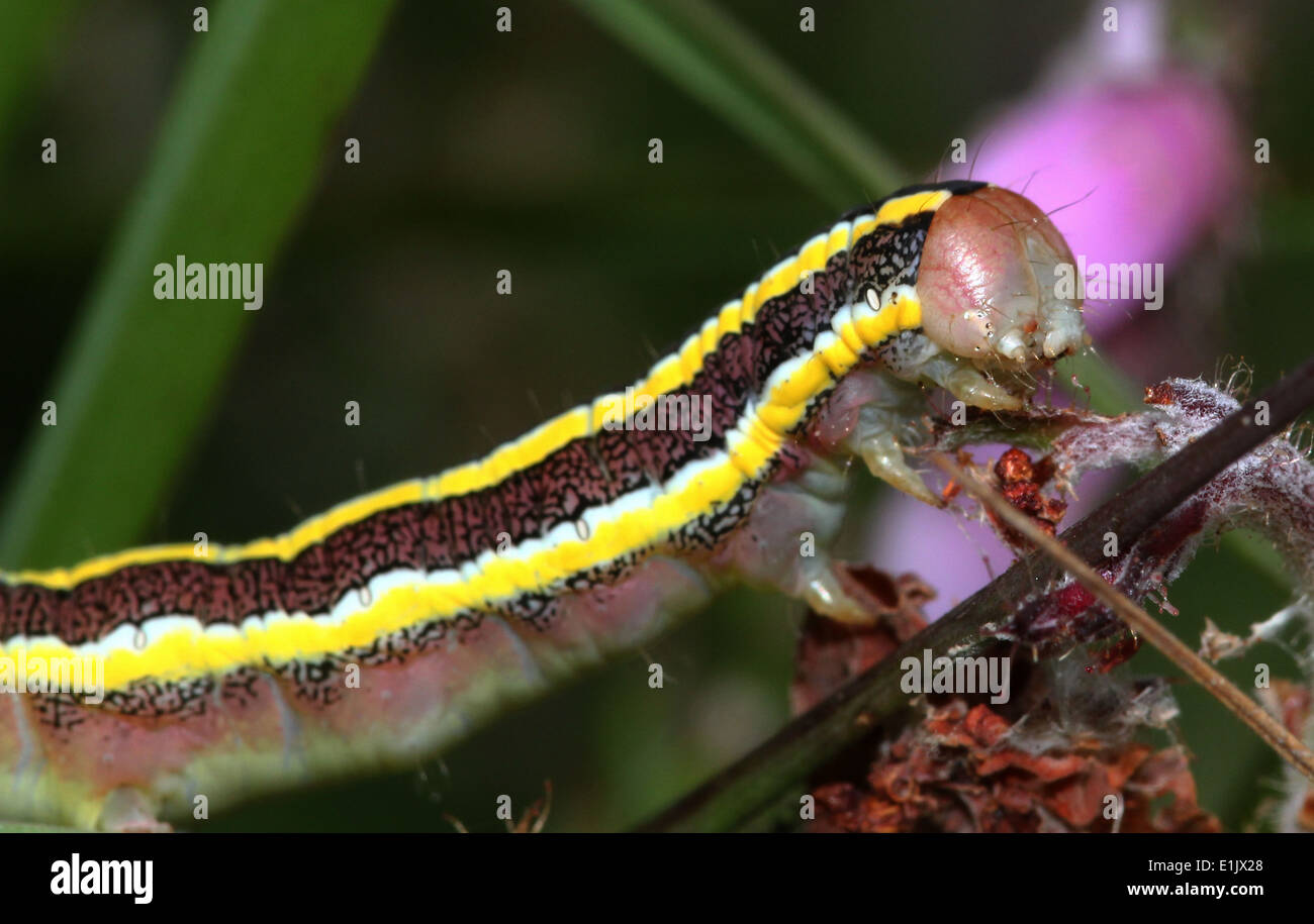 Close-up of the  Broom Moth (Ceramica pisi, Melanchra pisi) caterpillar Stock Photo