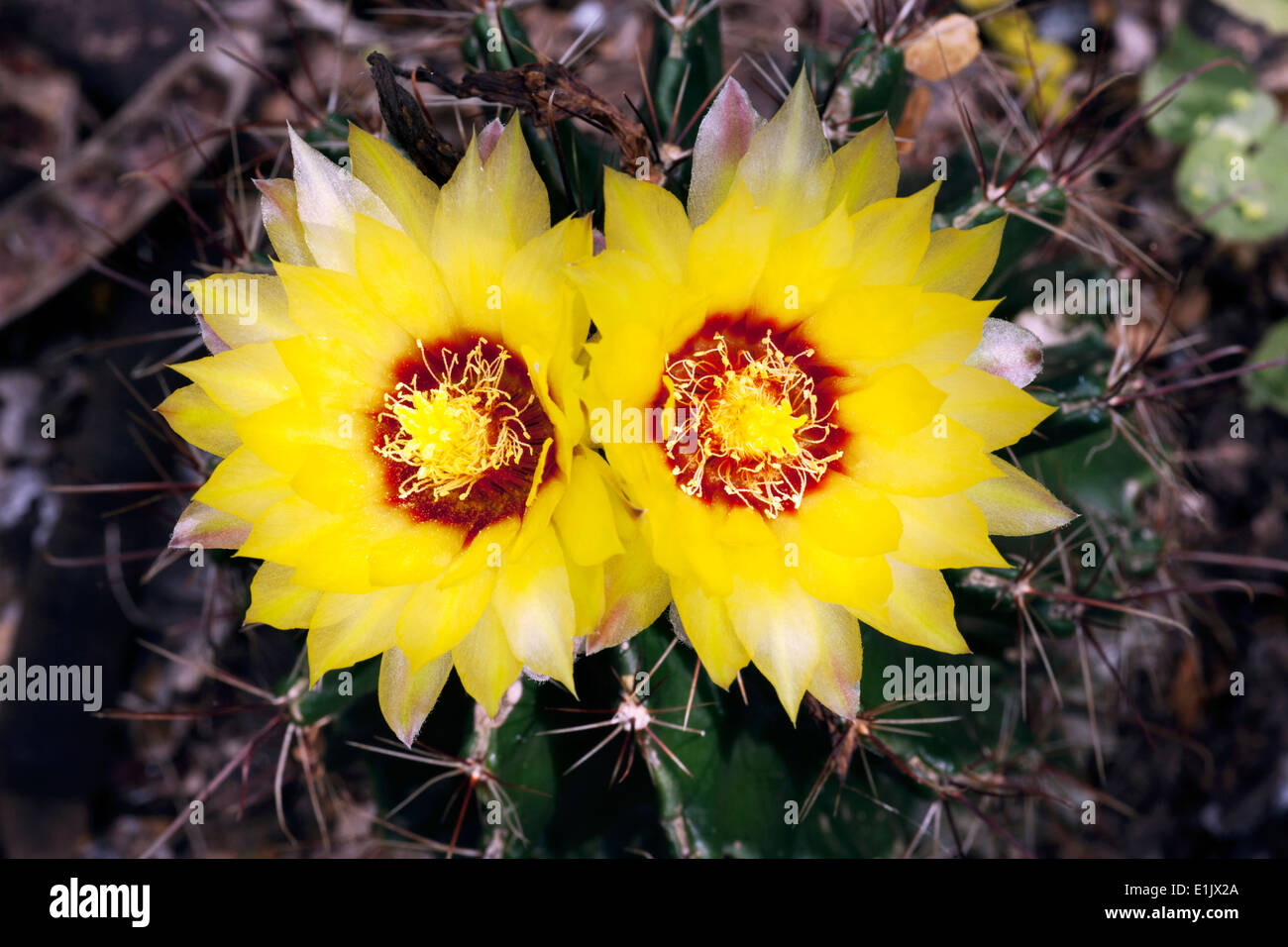 Yellow Coryphantha Cactus Flower - Camp Lula Sams - Brownsville, Texas USA Stock Photo