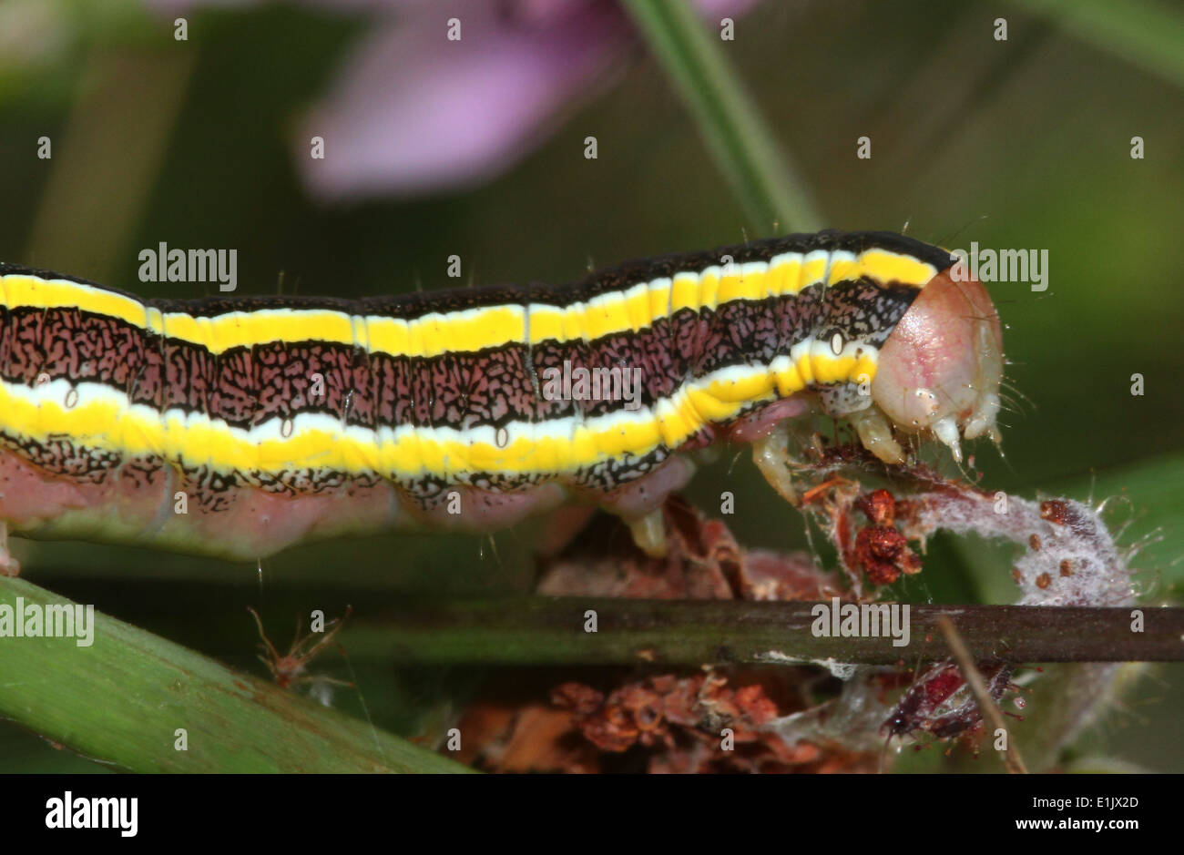 Close-up of the  Broom Moth (Ceramica pisi, Melanchra pisi) caterpillar Stock Photo