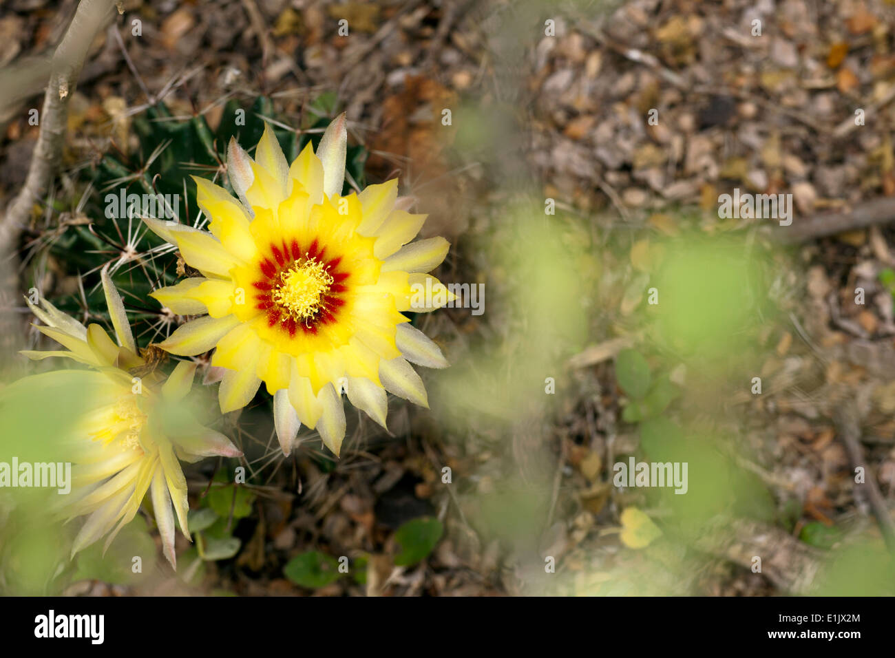 Yellow Coryphantha Cactus Flower - Camp Lula Sams - Brownsville, Texas USA Stock Photo
