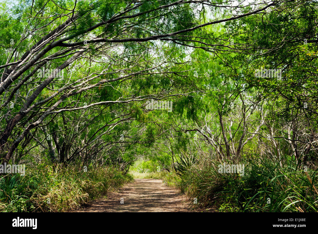 Trail At Camp Lula Sams Brownsville Texas Usa Stock Photo Alamy