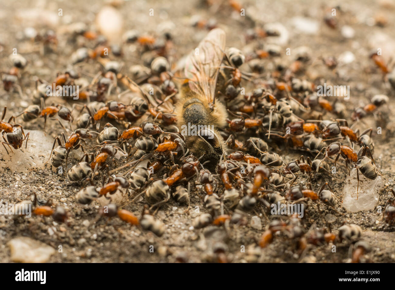 Close Up Of Ants Swarm Eating Dead Bee Stock Photo Alamy