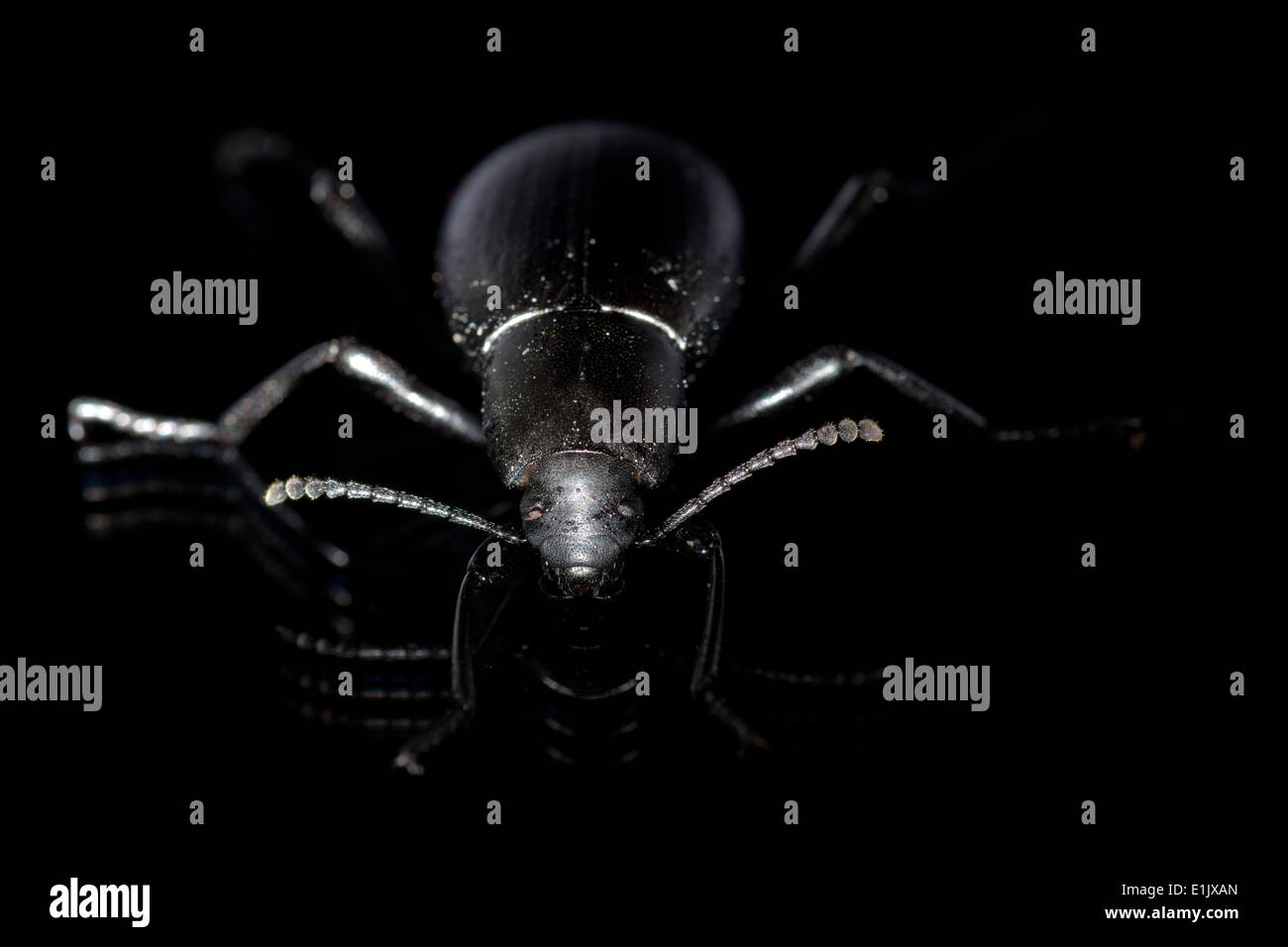 Black Ground Beetle Species - Camp Lula Sams - Brownsville, Texas USA Stock Photo