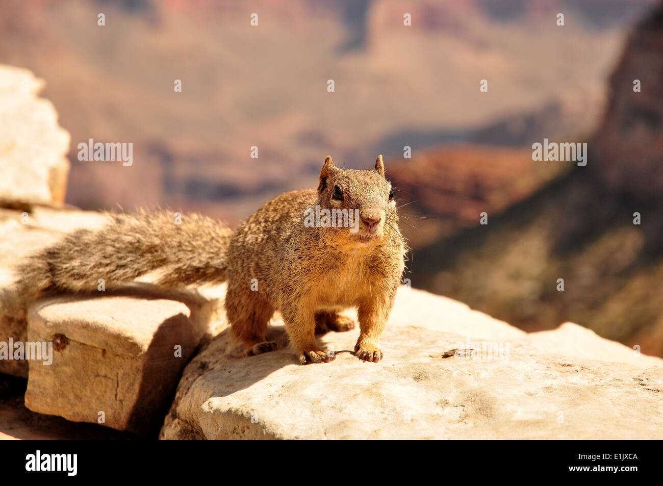 Squirrel in grand canyon Stock Photo Alamy