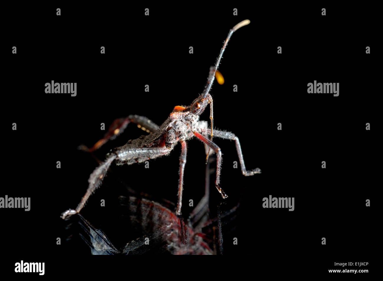 Assassin Bug Species - Camp Lula Sams - Brownsville, Texas USA Stock Photo