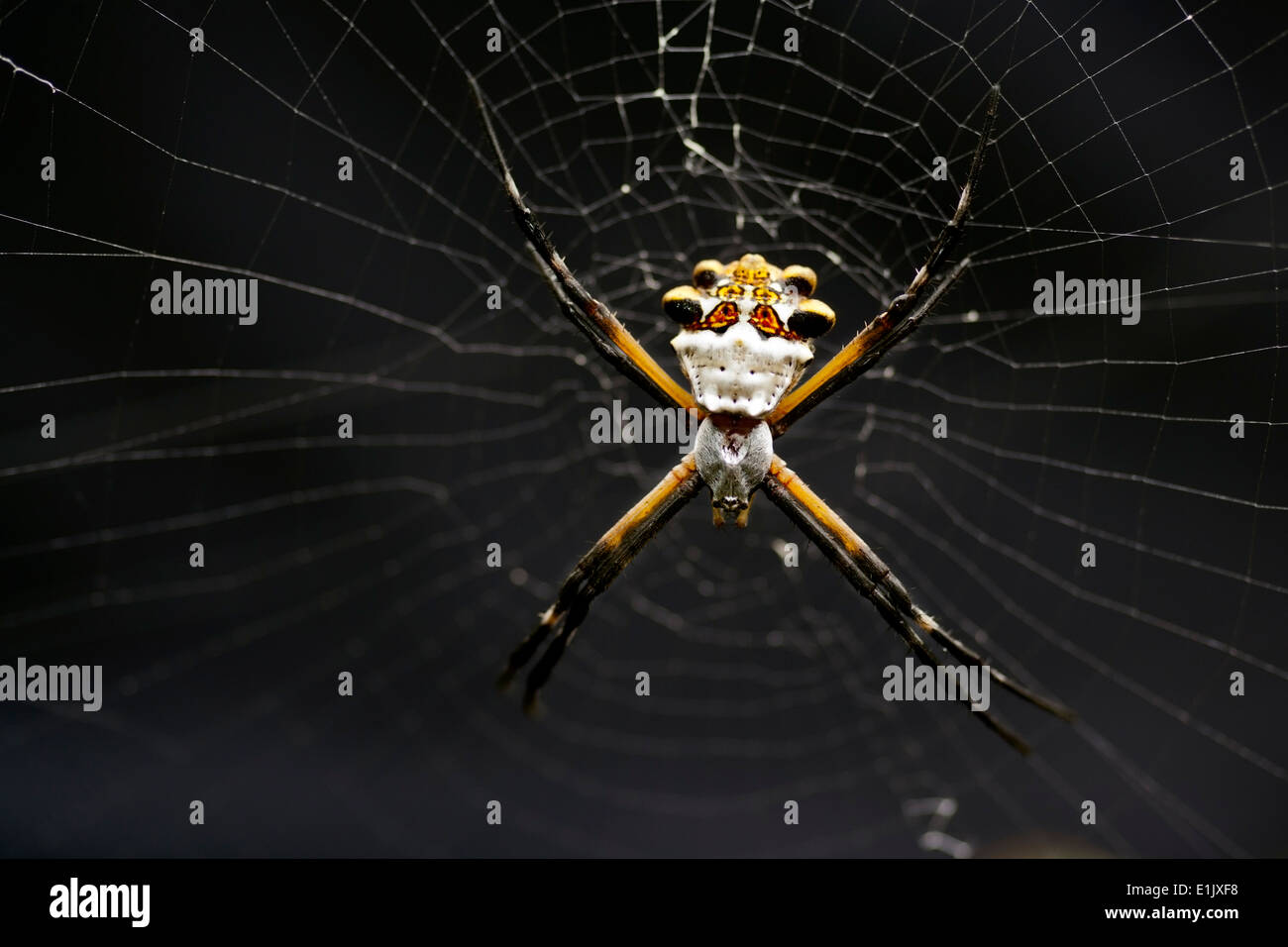 Silver Argiope Spider - Camp Lula Sams - Brownsville, Texas USA Stock Photo