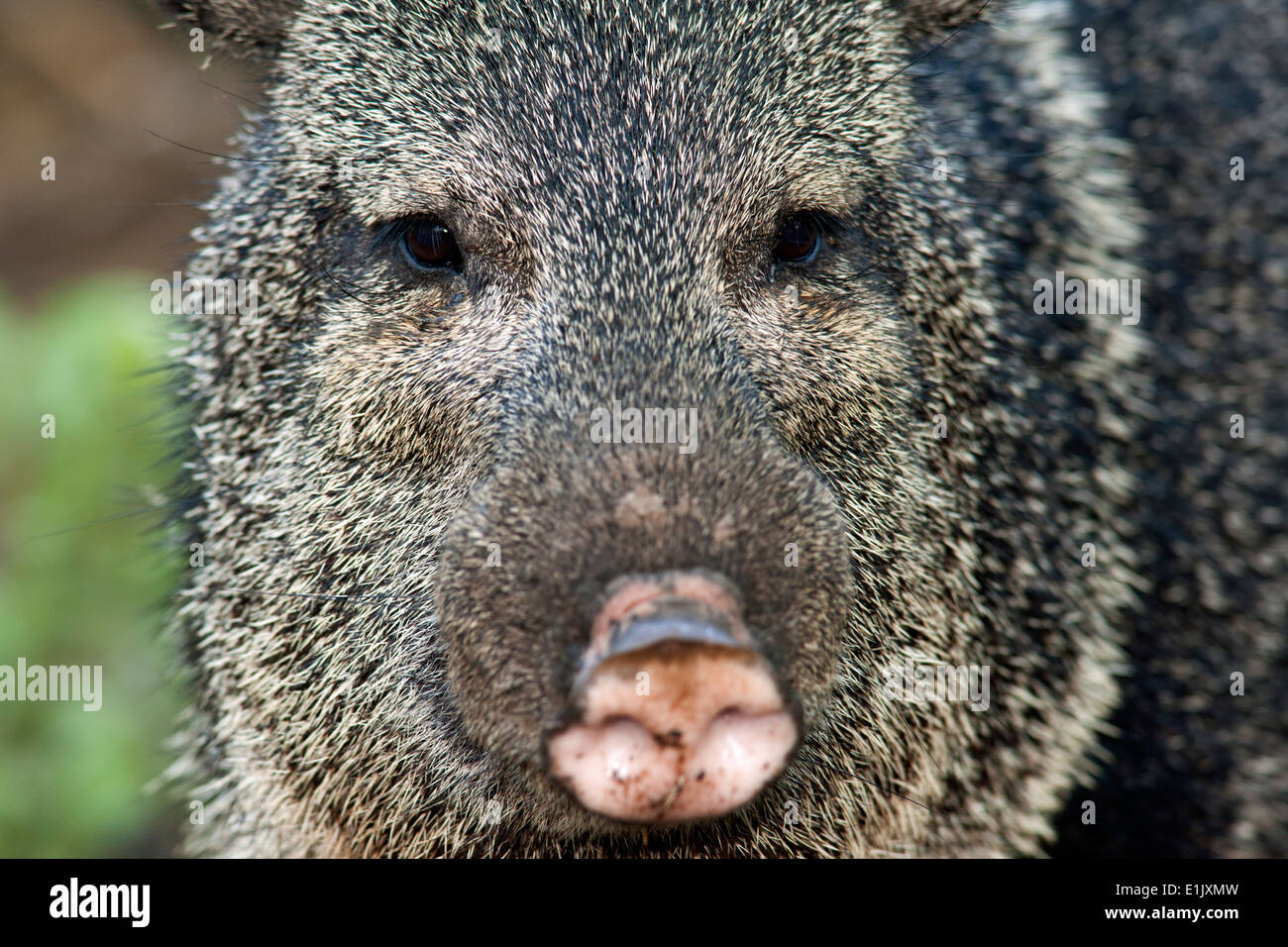 Javelina or Collared Peccary - Camp Lula Sams - Brownsville, Texas USA Stock Photo