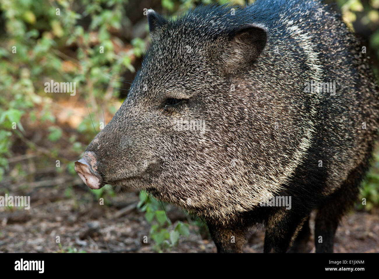 Javelina or Collared Peccary - Camp Lula Sams - Brownsville, Texas USA Stock Photo