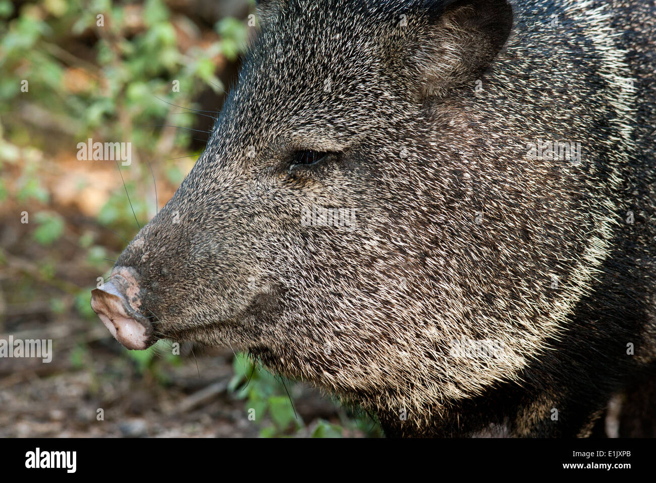 Javelina or Collared Peccary - Camp Lula Sams - Brownsville, Texas USA Stock Photo