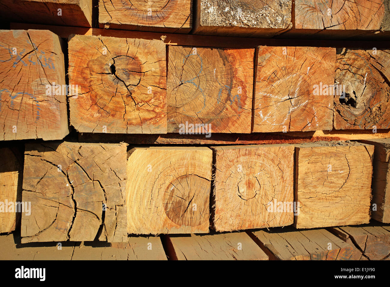Square cut logs of wood in a timber yard Stock Photo