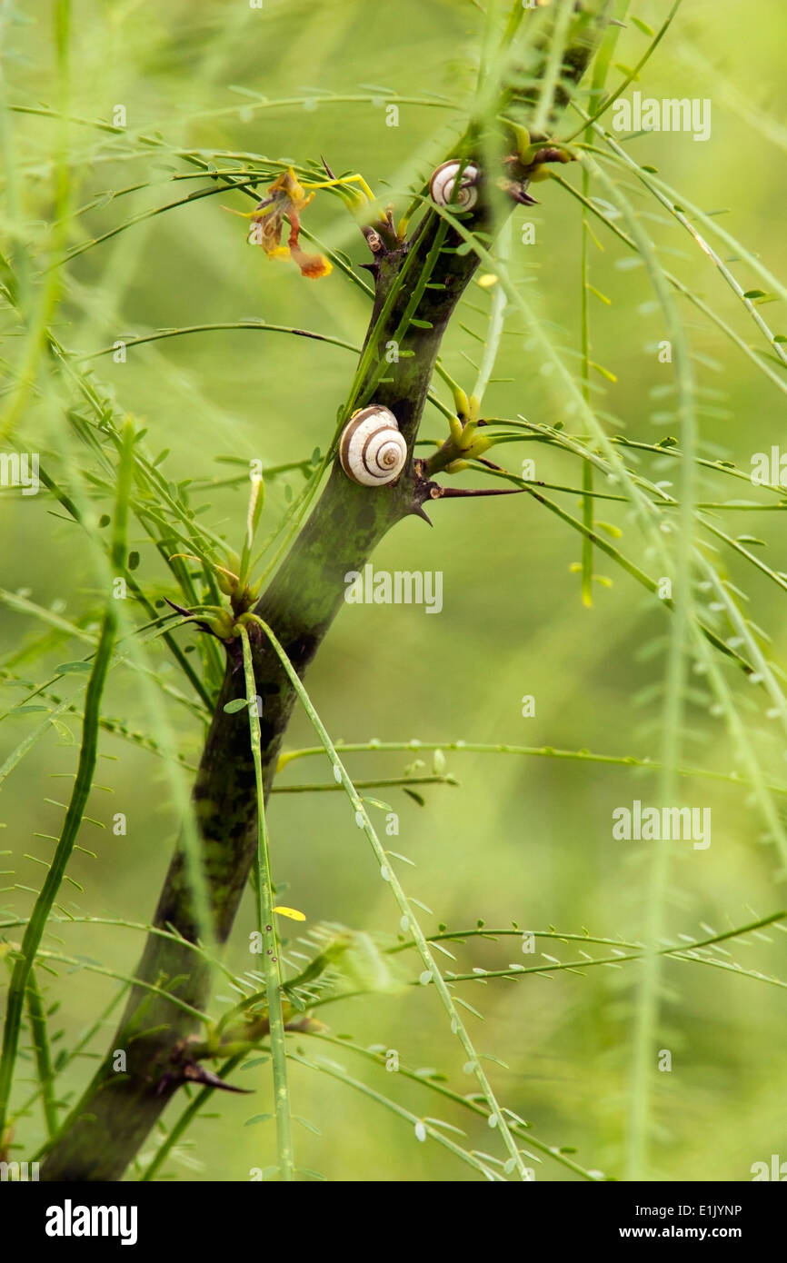 Banded Scrubsnail - Camp Lula Sams - Brownsville, Texas USA Stock Photo