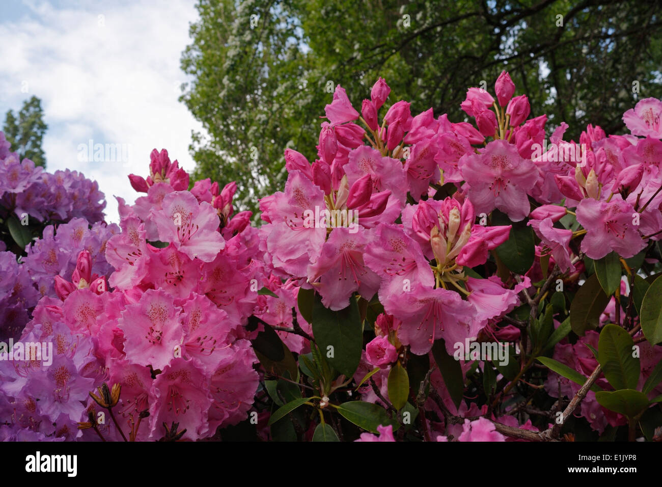Azaleas flowering shrub in bloom Stock Photo Alamy