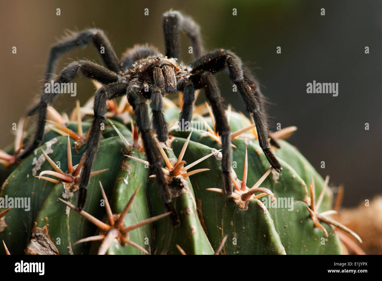 Texas Brown Tarantula - Camp Lula Sams - Brownsville, Texas USA Stock Photo