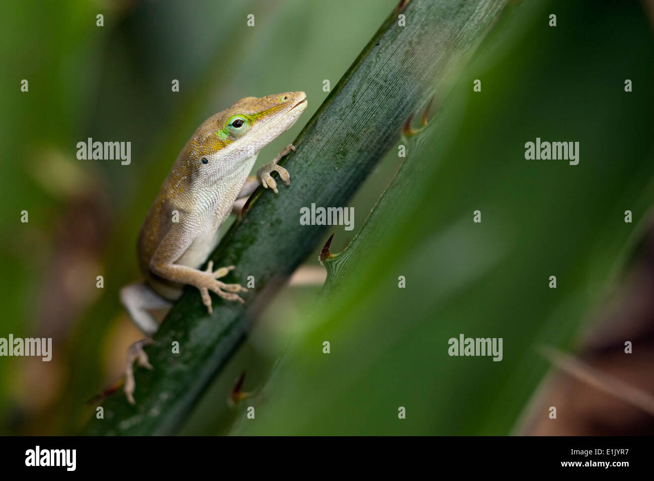 Green Anole - Camp Lula Sams - Brownsville, Texas USA Stock Photo