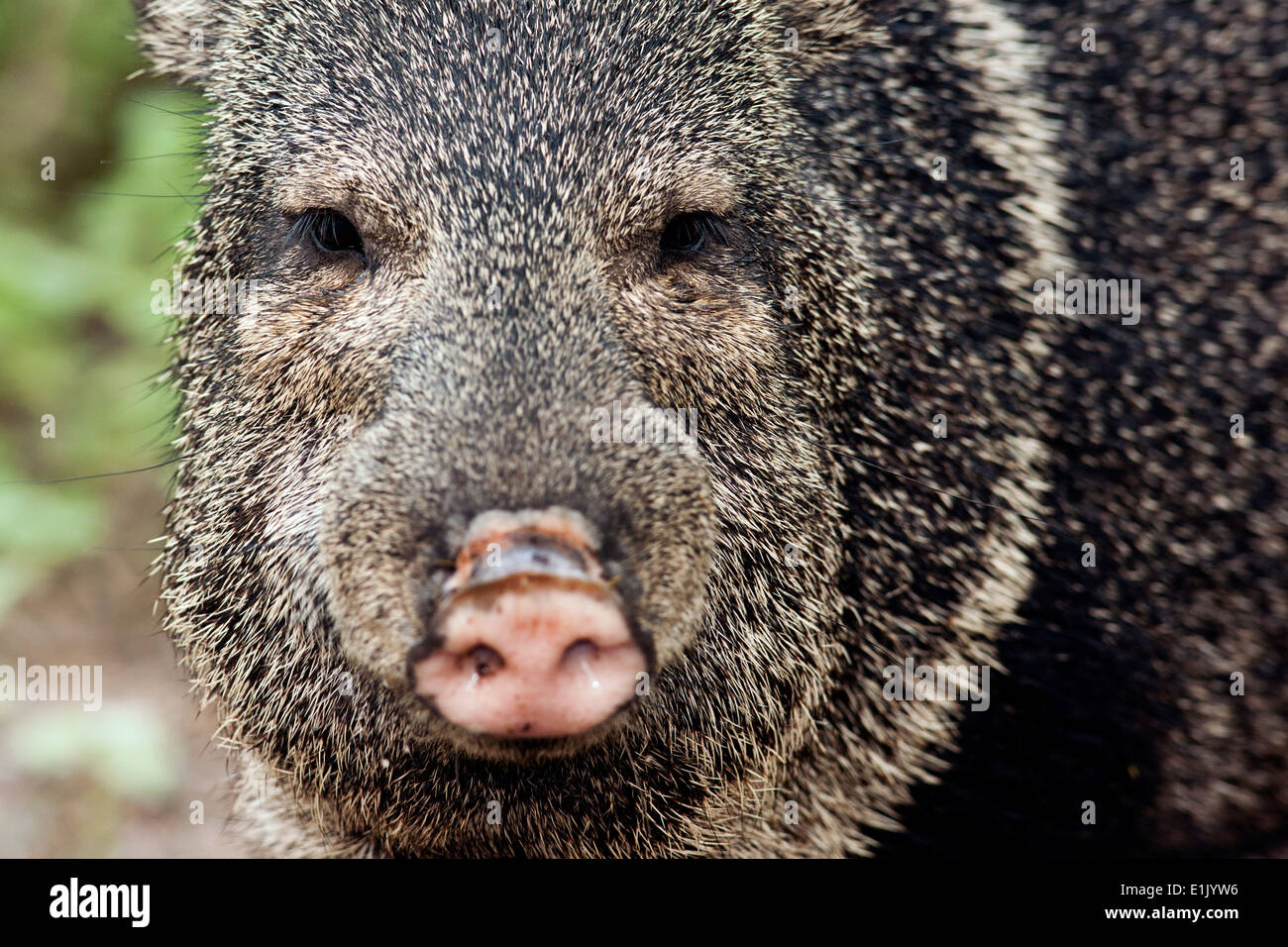 Javelina or Collared Peccary - Camp Lula Sams - Brownsville, Texas USA Stock Photo