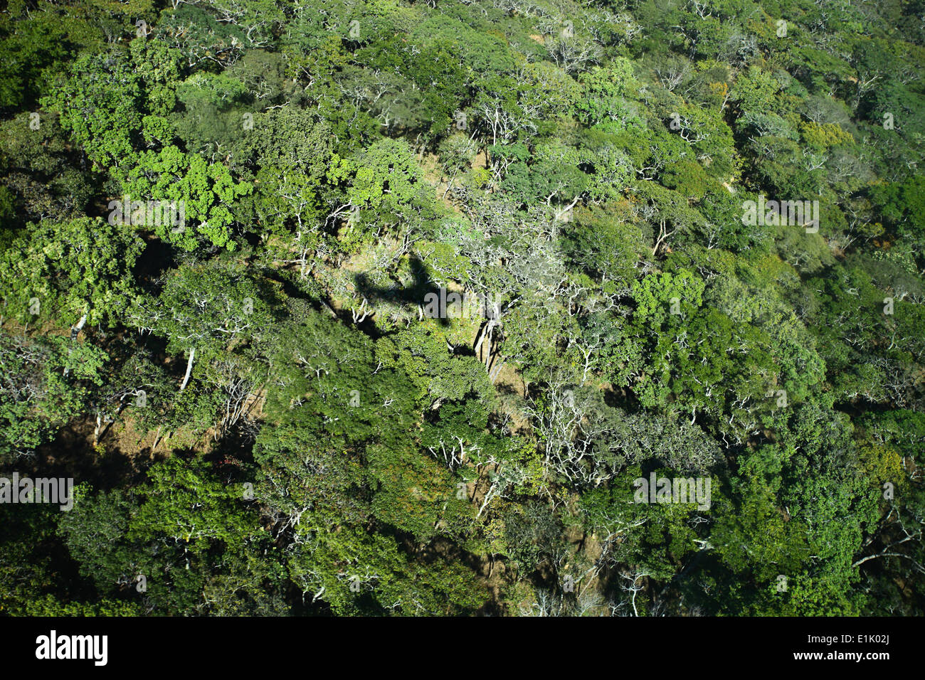 The shadow of a small aircraft outlined above green tree tops in a remote area of Northern Zambia Stock Photo