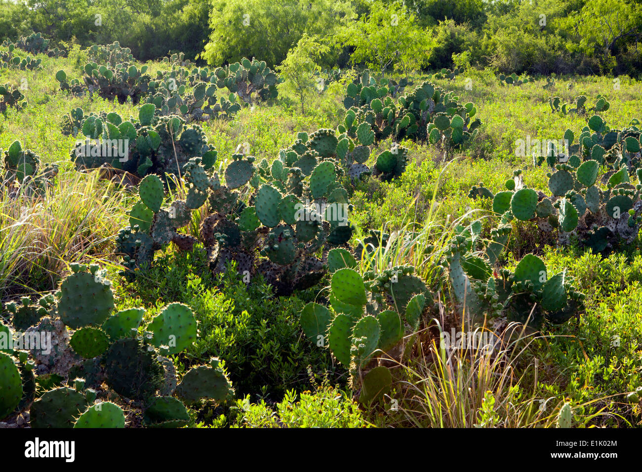 Cactus Landscape - Camp Lula Sams - Brownsville, Texas USA Stock Photo