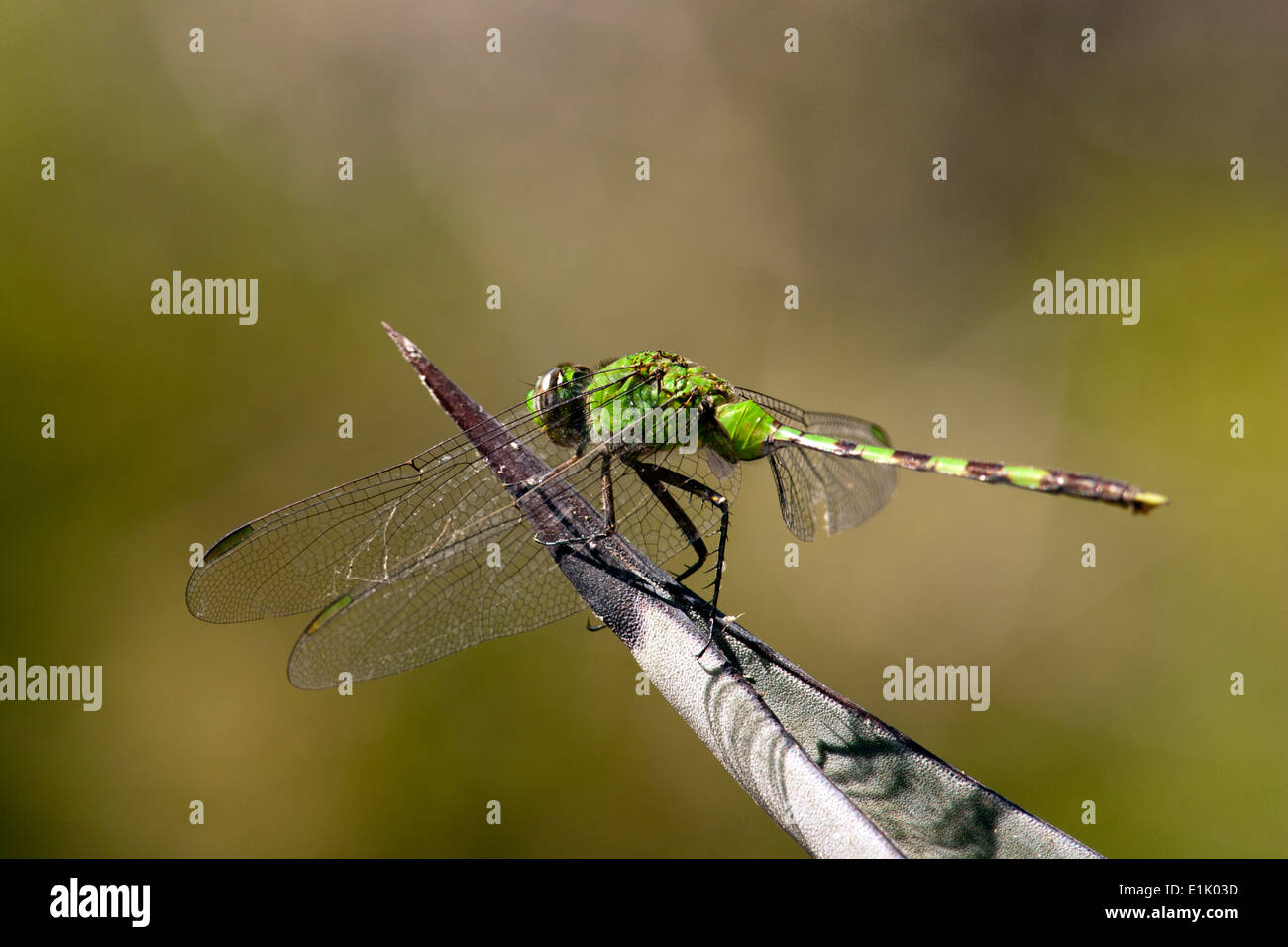 Eastern Pondhawk Dragonfly - Camp Lula Sams - Brownsville, Texas USA Stock Photo