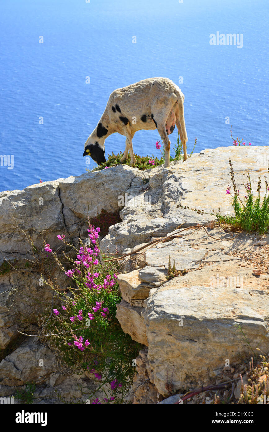 Goat at Dingli Cliffs, Ħad-Dingli, Western District, Malta Majjistral Region, Republic of Malta Stock Photo
