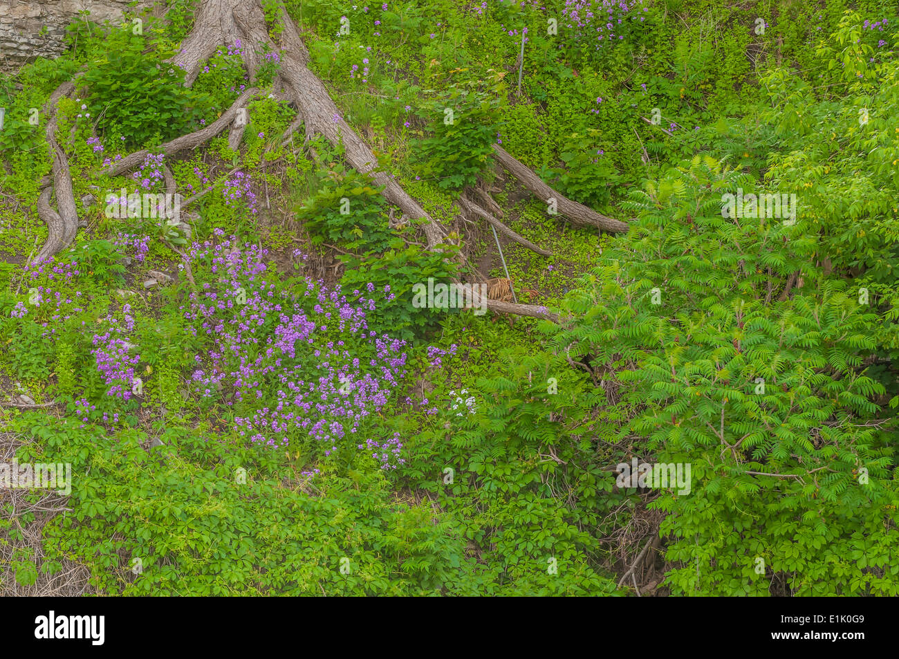 Tree Roots surrounded by plants and flowers. Stock Photo
