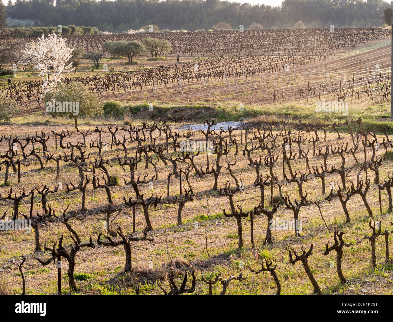 Sloping Provençal vineyards in Spring. Small vineyards divide up the