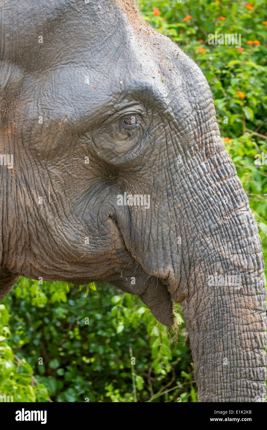 Sri Lankan elephant head in profile, Yala National Park, Sri Lanka Asia  Stock Photo - Alamy