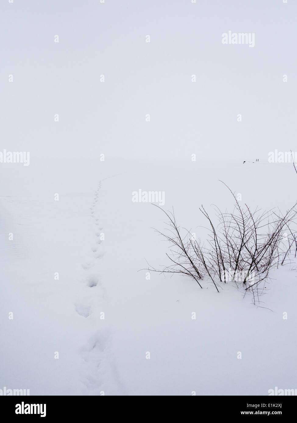 Footprints into the Storm. A single set of footprints in the snow leads the eye into the misty snow covered Lake Ontario. Stock Photo