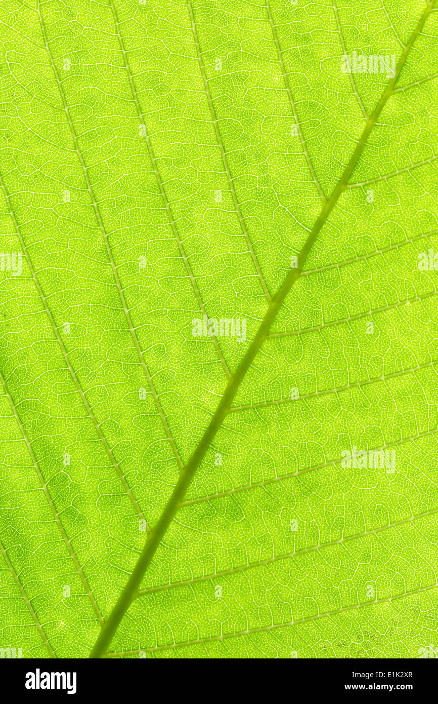 Structure young tree leaf hi-res stock photography and images - Alamy