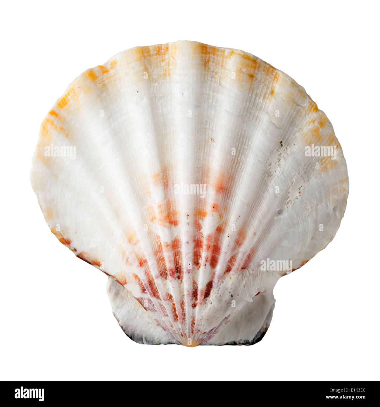 Sea shell isolated on white background. Top view Stock Photo