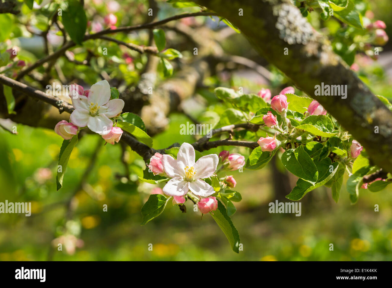 Germany, Hesse, Kronberg, Blossoms of apple tree, Malus domestica Stock Photo