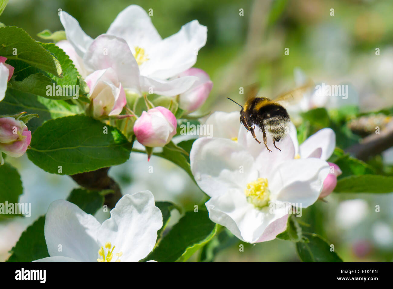 Germany, Hesse, Kronberg, Bumblebee at white blossom of apple tree Stock Photo