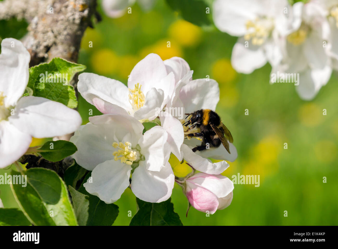 Germany, Hesse, Kronberg, Bumblebee at white blossom of apple tree Stock Photo