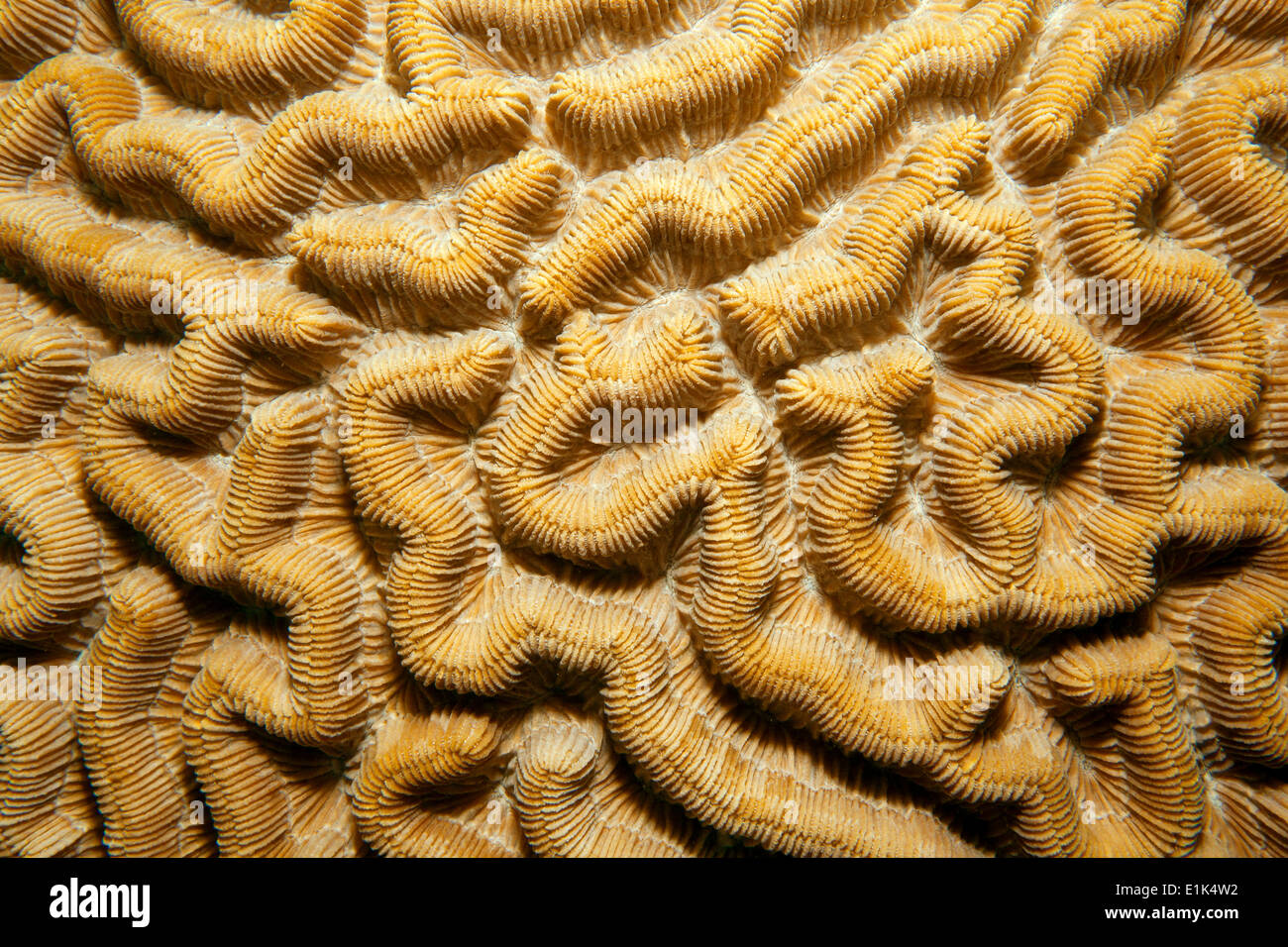 Caribbean, Antilles, Curacao, Westpunt, Brain coral, Diploria strigosa Stock Photo