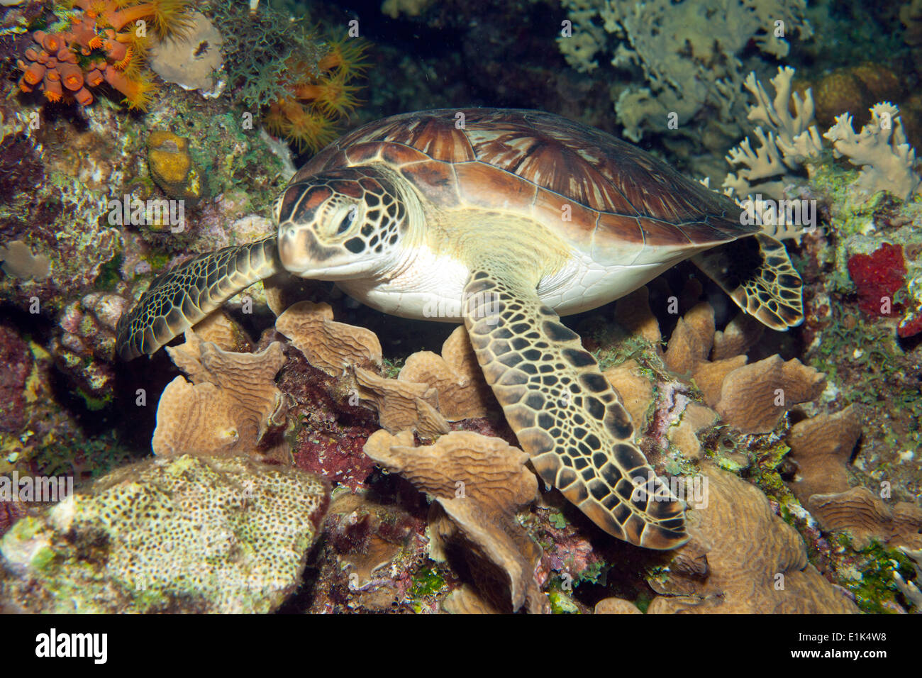 Caribbean, Antilles, Curacao, Westpunt, Green Sea Turtle, Chelonia mydas Stock Photo